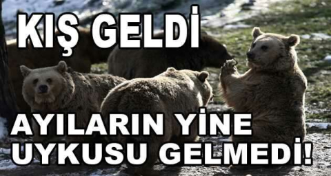 Kış geldi, ayıların yine uykusu gelmedi