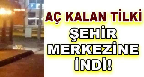 Aç kalan tilki şehir merkezine indi