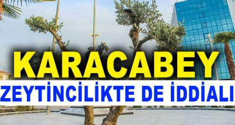 Karacabey zeytincilikte de iddialı