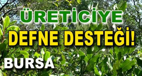 Üreticiye defne desteği