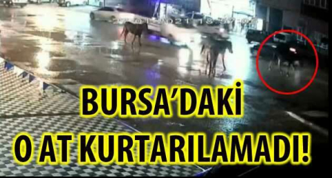 BURSA'DAKİ O AT KURTULAMADI!