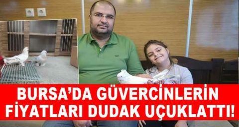 Lüks otomobil fiyatına güvercinlere beş yıldızlı otel