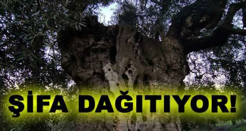 Bin 500 yıllık zeytin ağacı şifa dağıtıyor