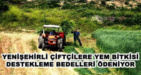 YENİŞEHİRLİ ÇİFTÇİLERE YEM BİTKİSİ DESTEKLEME BEDELLERİ ÖDENİYOR
