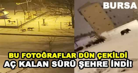 AÇ KALAN SÜRÜ ŞEHRE İNDİ!