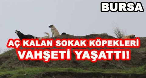AÇ KALAN SOKAK KÖPEKLERİ VAHŞETİ YAŞATTI!