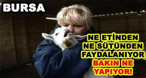 NE ETİNDEN NE SÜTÜNDEN FAYDALANIYOR BAKIN NE YAPIYOR!