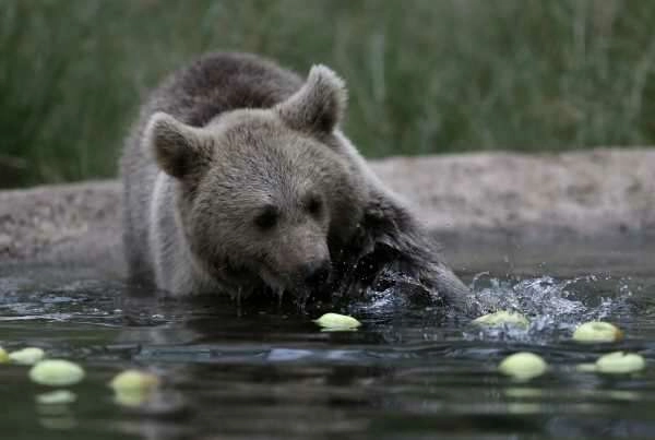 Türkiye’nin tek ayı barınağında Dünya Yaban Hayatı Günü kutlandı