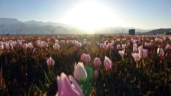 Karlı dağlarla birleşen kardelenler mest etti
