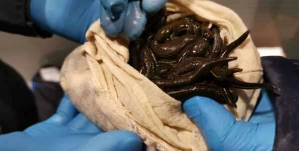 Sabiha Gökçen Havalimanı'nda sülük operasyonu