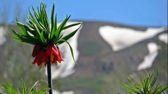 Yüksekova'da ters laleler kendine hayran bıraktı