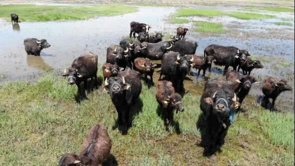 Yüksekova'da Afrika'yı andıran görüntüler