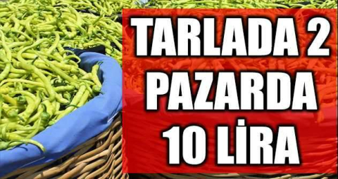 Biber tarlada 2, pazarda 10 lira