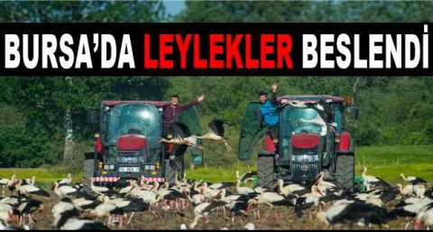 Bursa’da leylekler beslendi, çiftçiler işlerini bırakıp seyretti
