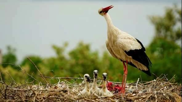 Yaren leylek yavrularıyla böyle görüntülendi