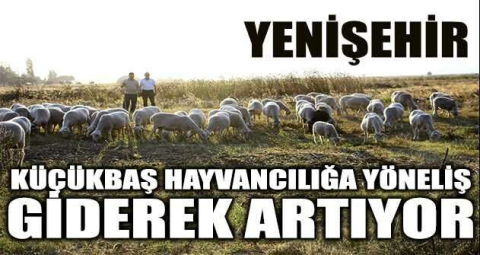 Küçükbaş hayvancılığa yöneliş giderek artıyor