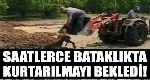 Saatlerce bataklıkta kurtarılmayı bekledi