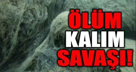 Müsilâj istilâsındaki Marmara denizinde ölüm kalım savaşı