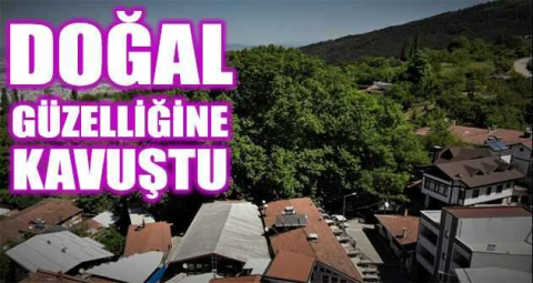 Dünyaca ünlü ulu çınar doğal güzelliğine kavuştu