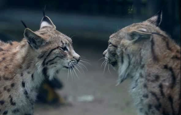 Yeni normalleşmeyle birlikte Bursa Hayvanat Bahçesi kapılarını açtı