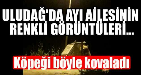 Uludağ'da ayı ailesinin renkli görüntüleri...Köpeği böyle kovaladı