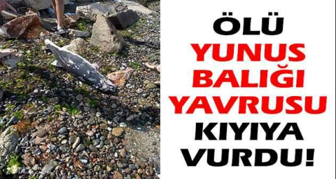 Ölü yunus balığı yavrusu kıyıya vurdu
