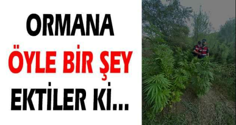 ORMANA ÖYLE BİR ŞEY EKTİLER Kİ...