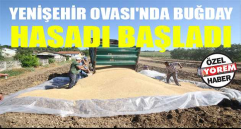Yenişehir Ovası'nda buğday hasadı başladı