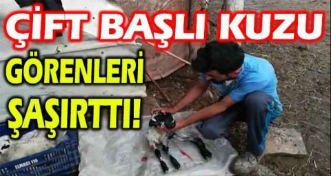 Çift başlı kuzu görenleri şaşırttı