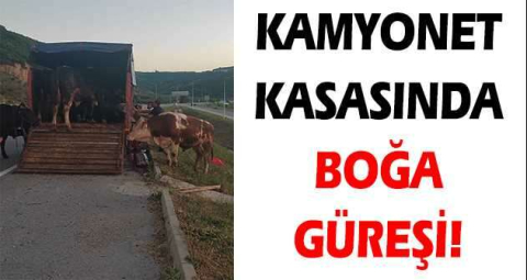 Kamyonet kasasında boğa güreşi