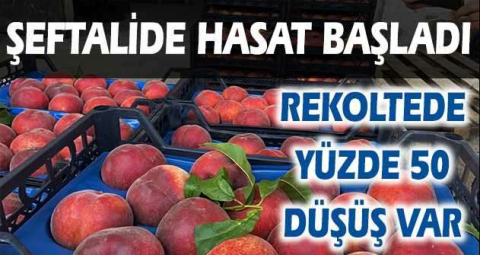 Şeftalide hasat başladı