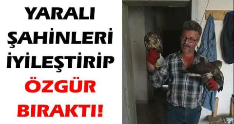 Yaralı şahinleri iyileştirip özgür bıraktı