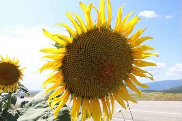 Uçsuz bucaksız tarlalar sarıya boyandı, kartpostallık manzaralar ortaya çıktı