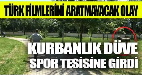 Kurbanlık düve spor tesisine girdi