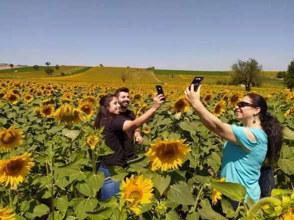 Uçsuz bucaksız tarlalar sarıya boyandı
