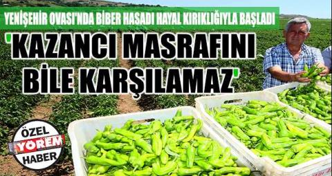 Yenişehir Ovası'nda biber hasadı hayal kırıklığıyla başladı 'Kazancı masrafını bile karşılamaz'