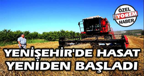 Yenişehir'de hasat yeniden başladı