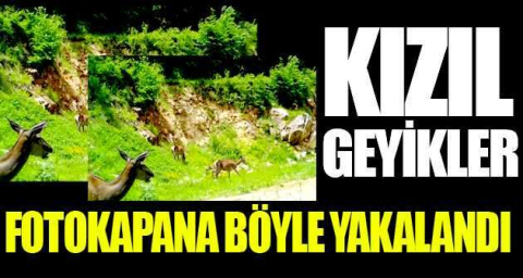 Kızıl geyikler fotokapana böyle yakalandı