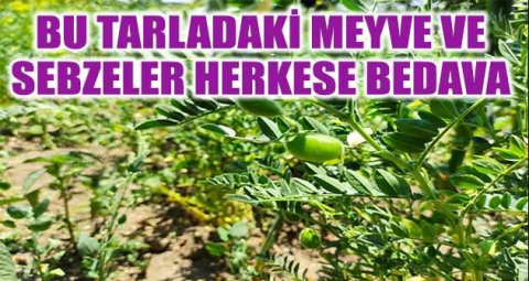 Bu tarladaki meyve ve sebzeler herkese bedava