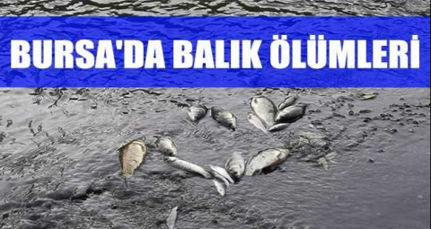 Bursa'da balık ölümleri