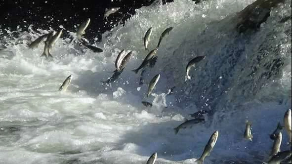 İnci kefalinin 3 aylık muhteşem yolculuğu