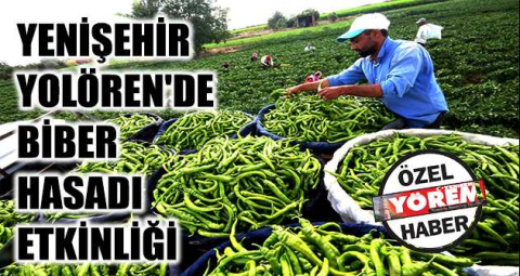 Yenişehir Yolören'de Biber Hasadı Etkinliği