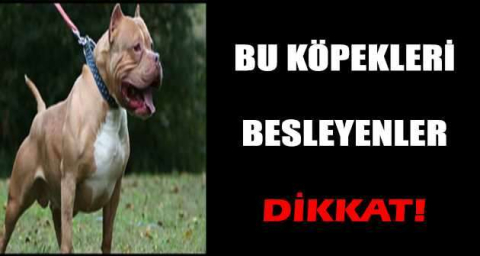 Bu köpekleri besleyenler dikkat