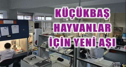 BUÜ’lü akademisyenden küçükbaş hayvanlar için yeni aşı