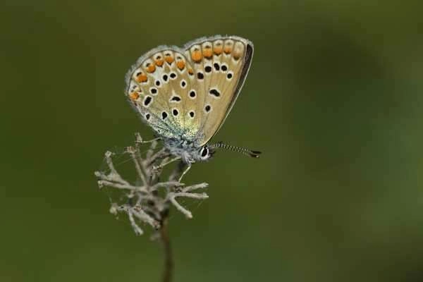 Türkiye'deki kelebek türlerinin yarıdan fazlası Van Gölü havzasında yaşıyor