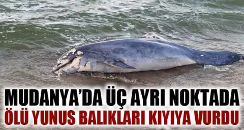 Bursa’da birer birer karaya vuruyorlar...Sebebi balıkçı ağları mı?