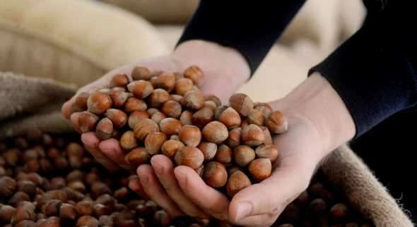 'Fındık fiyatı tarihi rekorunu kıracak, o rakamın altına satmayın'