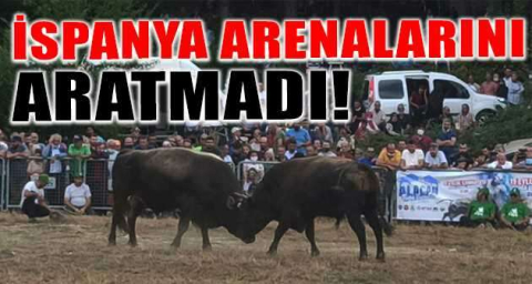 Bursa’da boğa güreşleri İspanya arenalarını aratmadı