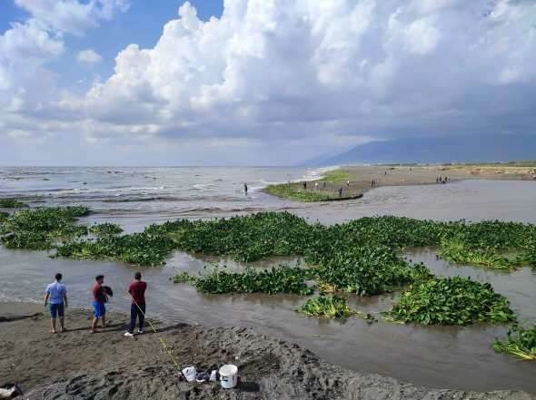 Su canavarları denizi istila etti