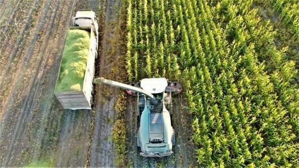 Elazığ'da 4 bin dönümlük alanda silajlık mısır hasadı başladı